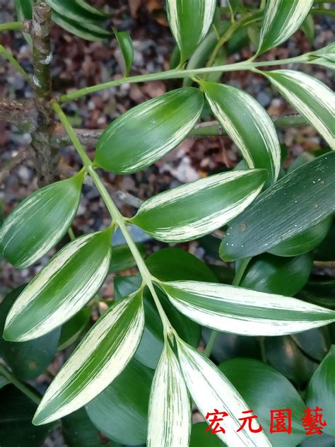 圓葉竹柏|元園種森 竹柏之家 ナギの庭: 竹柏品種